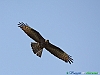 Uccelli accipitriformi 15-Falco pecchiaiolo.jpg